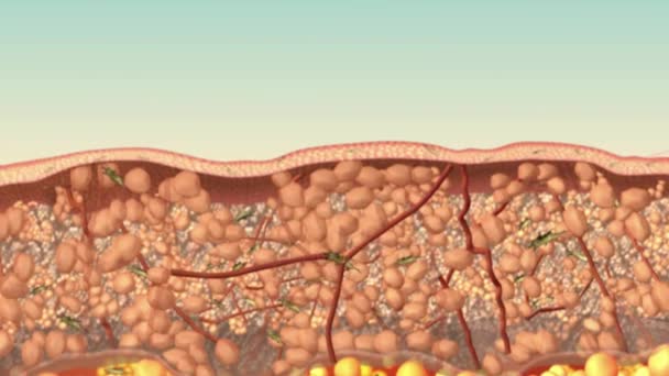 Wirkung Von Fibroblasten Auf Die Epidermale Regeneration — Stockvideo