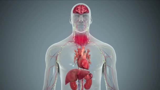 Медицинская Анимация Вируса Эболы Которая Передаваться Человека Человеку Имеет Высокую — стоковое видео