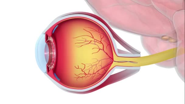 Animación Médica Anatomía Ocular Saludable — Vídeos de Stock