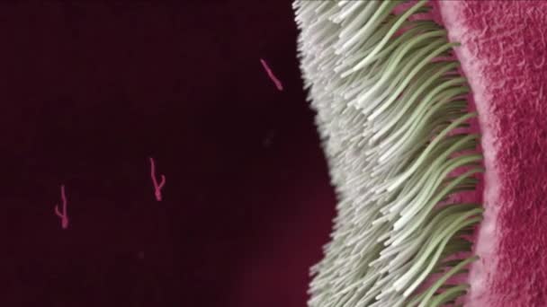埃博拉病毒疾病的三维医学动画 可在人与人之间传播 具有较高的致命性 — 图库视频影像