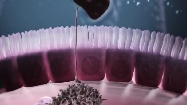 Sistema Immunitario Protegge Gli Organismi Dalle Infezioni Con Difese Stratificate — Video Stock