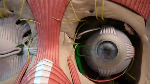 Human Eye Organ Reacts Light Allows Vision — Stock Video