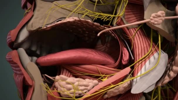 Langue Est Organe Musculaire Dans Bouche Langue Est Recouverte Tissu — Video