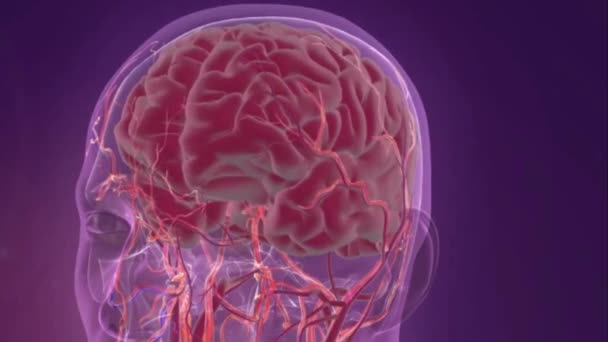 Representação Médica Sua Pressão Arterial Cérebro — Vídeo de Stock
