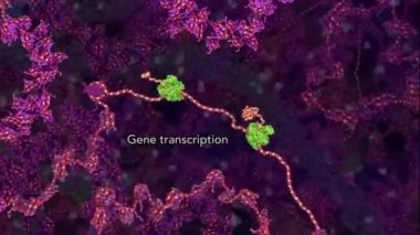 Gen transkripti. Moleküler biyolojide bir transkripsiyon faktörü