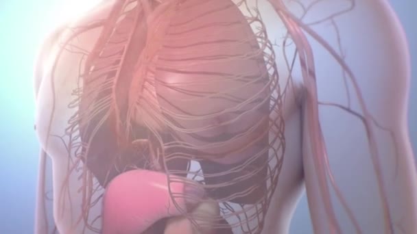 透明人体内脏器官和血管系统的医学动画 — 图库视频影像