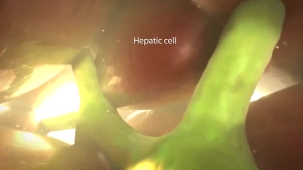 Medische Animatie Microanatomie Van Hepatische Stellaatcel — Stockvideo