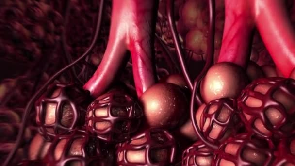 Akciğerler Solunum Sistemi Ciğerler Odalar Alveoller Oksijen — Stok video