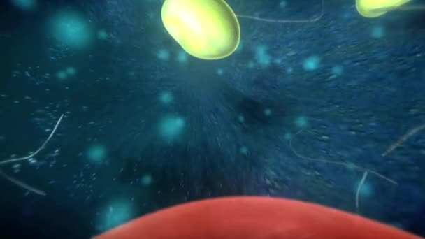 虚拟导航过程中海马体细胞的细胞内动力学 — 图库视频影像