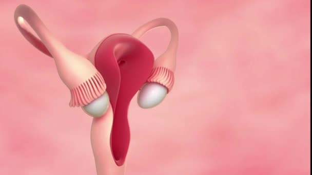 Female Reproductive Organ Medical Animation — Stock Video