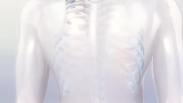 Vidéo médicale du squelette humain et de la colonne vertébrale 