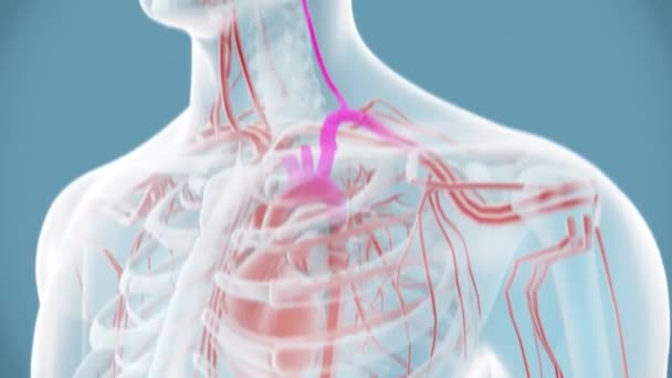 Endocrinologia Sistema Reprodutor Masculino Spermatogênese — Vídeo de Stock