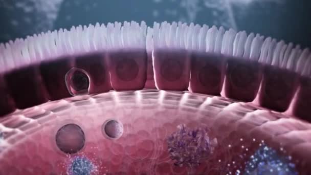 Sistema Immunitario Sistema Difesa Cellule Difesa Nel Sangue Altri Fluidi — Video Stock