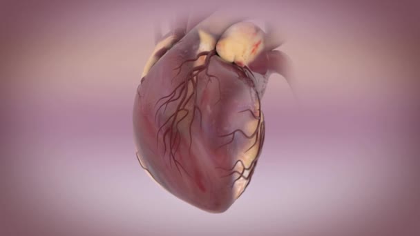 Ciclo Cardiaco Animazione Del Cuore Battito Cardiaco — Video Stock