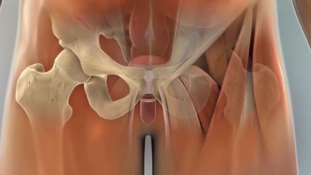 Vertegenwoordiging Van Inwendige Organen Het Transparante Menselijk Lichaam — Stockvideo