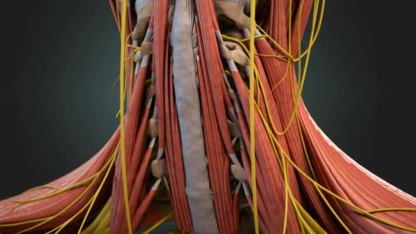 3D医療アニメーションヒトの首の筋肉や神経 — ストック動画