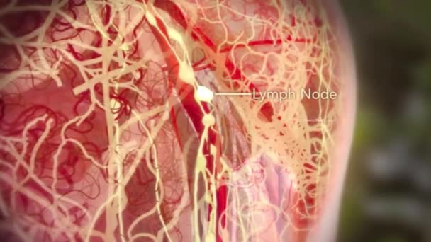 Nœud Lymphatique Animé Médical Dans Corps Humain — Video