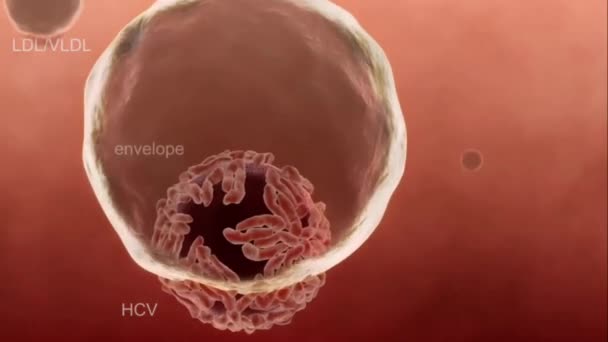 Hcv Pojedynczy Wirus Rna Nici Wejściu Genomu Wirusowego Cytoplazmy Komórek — Wideo stockowe