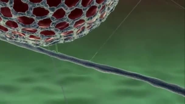 Virologia Biologia Cellulare Del Ciclo Vita Del Virus Dell Epatite — Video Stock