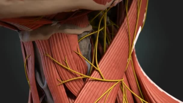 Medicinska Animerade Mänskliga Nackmuskler Och Nerver — Stockvideo