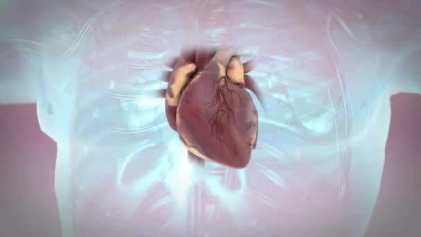 Hjärtcykel Animering Hjärtat Hjärtslag — Stockvideo
