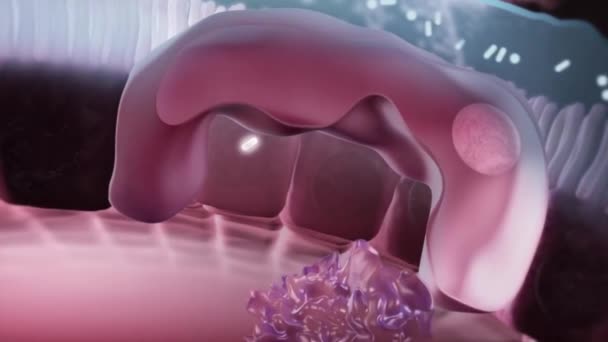 Le système immunitaire protège les organismes contre les infections par des défenses à couches de plus en plus spécifiques. Les barrières physiques empêchent les agents pathogènes tels que les bactéries et les virus d'entrer dans l'organisme .