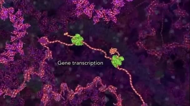 基因转录分子生物学中的转录因子 — 图库视频影像