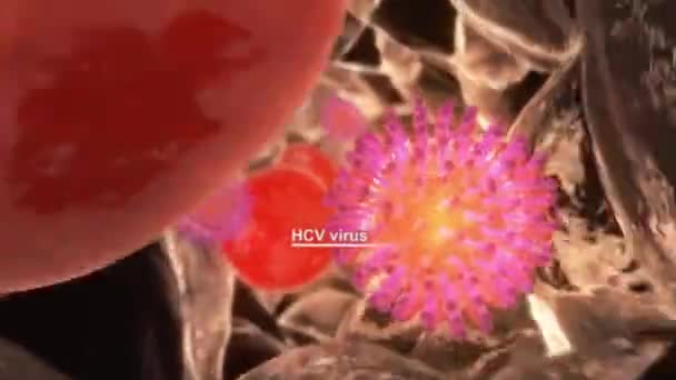 Antijen Sunan Hcv Virüsleri Antijen Kompleksli Hücrelerdir — Stok video