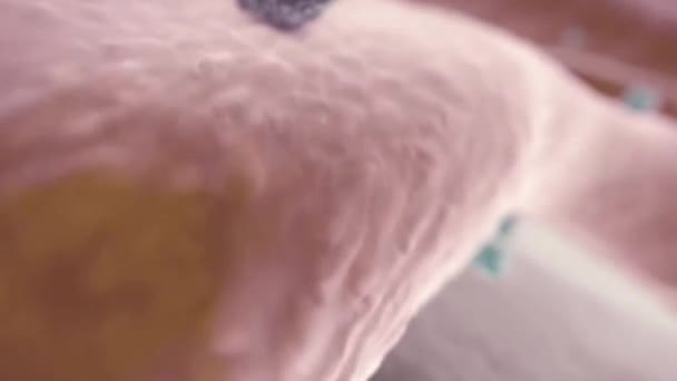 Effets des ribosomes et des solutions intracellulaires sur les activités 