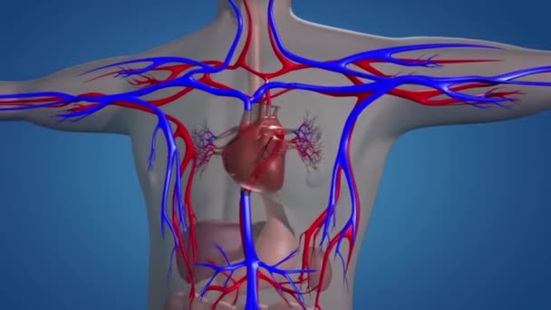 Person Closed Blood Circulation Heart Beats Balls Capillaries Blood Fluid — Stock Video
