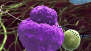 Ebola virüsü hastalığının 3 boyutlu tıbbi animasyonu, insandan insana bulaşabilir ve yüksek bir ölümcüllüğe sahiptir.
