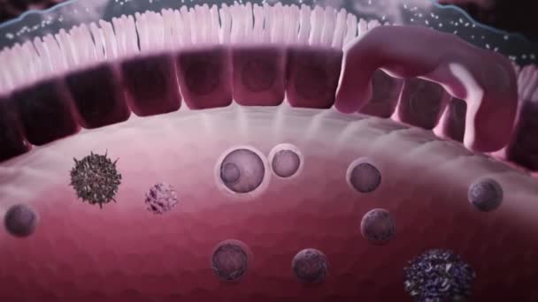 Le système immunitaire protège les organismes contre les infections par des défenses à couches de plus en plus spécifiques. Les barrières physiques empêchent les agents pathogènes tels que les bactéries et les virus d'entrer dans l'organisme .