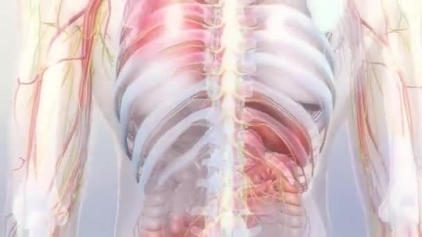 Représentation sur le corps humain. Système cardiovasculaire Animation 3D 