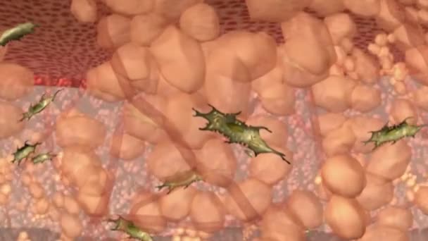 Effet des fibroblastes sur la régénération épidermique 