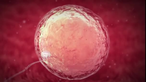 Fécondation Humaine Est Union Ovule Humain Spermatozoïdes Habituellement Présents Dans — Video