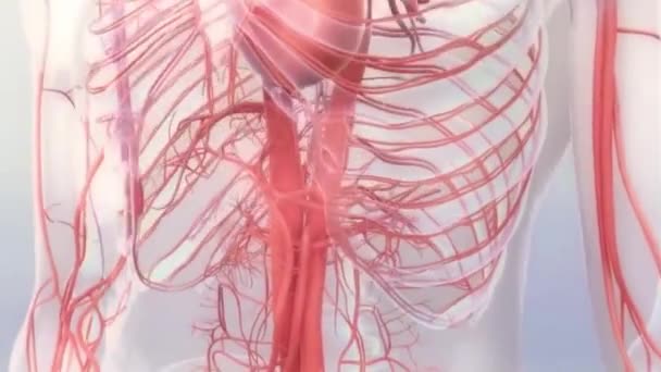 Nsan Vücudunu Temsil Ediyor Kardiyovasküler Sistem Boyutlu Canlandırma — Stok video