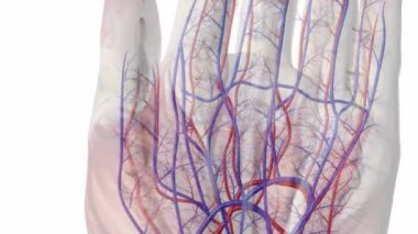 El anatomisi ve kan dolaşımı sistemi