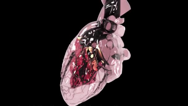 Batimento Cardíaco Visão Direita Esquerda — Vídeo de Stock