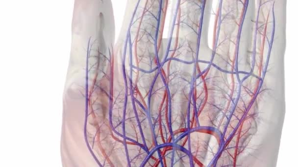 Anatomie Und Durchblutung Der Hand — Stockvideo