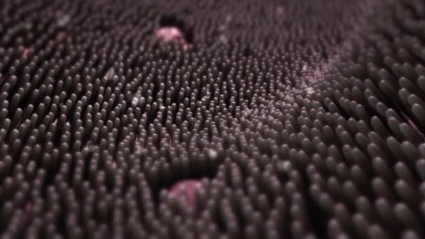 점액으로 과학적 애니메이션 — 비디오
