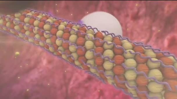 Medical Animation Microtubule — Stock Video