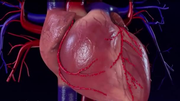 Jeder Herzschlag Pumpt Blut Durch Ein Netzwerk Von Arterien Und — Stockvideo