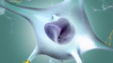 Nöronlar sinir sisteminin birincil bileşenleridir, onlara yapısal ve metabolik destek sağlayan glial hücrelerle birlikte..