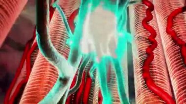 Nöronlar sinir sisteminin birincil bileşenleridir, onlara yapısal ve metabolik destek sağlayan glial hücrelerle birlikte..