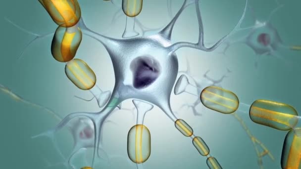 神経細胞は神経系の主要な構成要素であり それらの構造的および代謝的支援を与えるグリア細胞とともに — ストック動画
