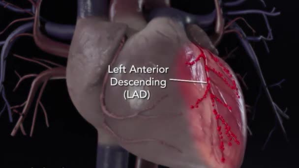 Ogni Battito Del Cuore Pompa Sangue Attraverso Una Rete Arterie — Video Stock