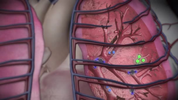 Solunum Sistemi Organları — Stok video