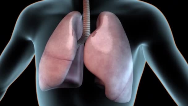 黒を背景とした透明人間の呼吸器系 — ストック動画