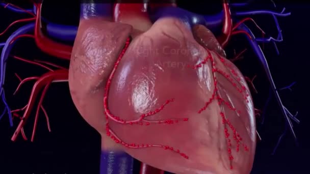 Arteria Coronaria Derecha Animación — Vídeo de stock