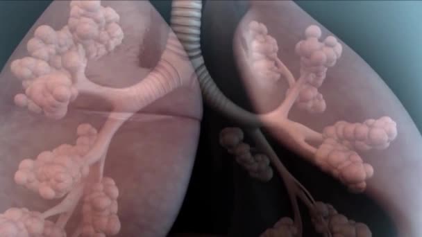 Sistema Respiración Animación — Vídeo de stock